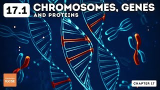 IGCSE Biology  Chromosomes genes and proteins 171 [upl. by Nahgaem176]