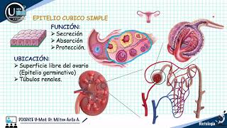 TEJIDO EPITELIAL  HISTOLOGIA UMED PARTE 1 [upl. by Chesna]