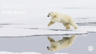 Polar Bears in the Arctic [upl. by Pare758]