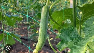 Growing Loofah Gourd at Home [upl. by Angid]