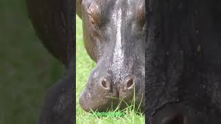 Honoring Hippos A Call to Conservation shorts [upl. by Alemahs]