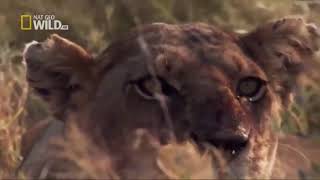 National Geographic BBC Documentary Predators of African Wild Dogs An amazing Hd video 2021 [upl. by Sisenej]