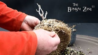 Pruning and Repotting My Wisteria The Bonsai Zone Feb 2024 [upl. by Aliehs250]