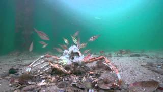 Stingrays attack on Spider Crabs The full Story [upl. by Snell]