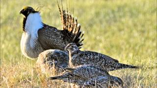 Sage Grouse Song [upl. by Agatha203]