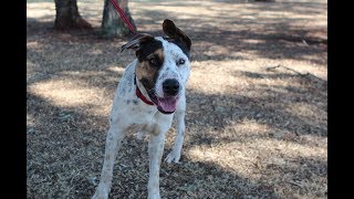 Thats a dog Crunch  adopt RSPCA Toowoomba [upl. by Tatiania989]