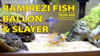 RAMIREZI FISH BALLON amp SLAYER [upl. by Acquah502]