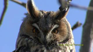 HORNUGGLA Longeared Owl Asio otus Klipp  7 [upl. by Otreblada]