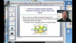 Water Potential in Plants [upl. by Albarran]