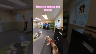 One yearold spaniel nonstop barking and anxiety 1st session [upl. by Nioe891]