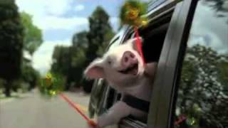 Geico Little Piggy Commercial  Extended [upl. by Llevaj]