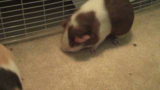 Guinea pig makes a STRANGE noise [upl. by Yessak]