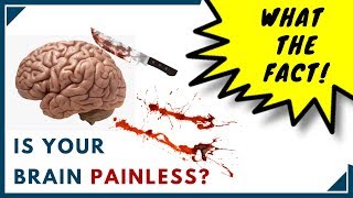 BRAIN DOESNT FEEL PAIN  Science explained in Hindi [upl. by Yolanthe]