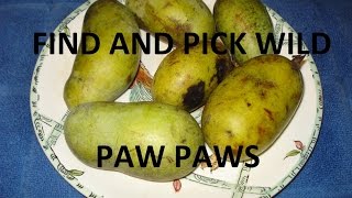 How to Tell When a Pawpaw is Ripe [upl. by Gosney550]