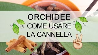 Orchidee  Come usare la cannella [upl. by Ocsirf362]