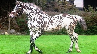 Worlds RAREST Horse Breeds Ever [upl. by Nomi]