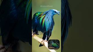 Nicobar Pigeon  Most Stunning Feathered Pigeon [upl. by Musette]