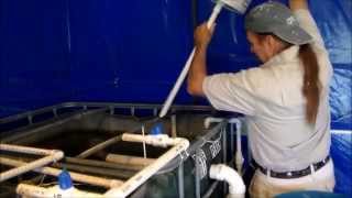 Aquaponics Fish Tank Quarantine Filter [upl. by Brenner]