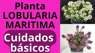 CUIDADOS DE LA LOBULARIA MARITIMA Sweet Alyssum [upl. by Onaivlis]