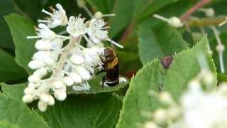 Giant Hoverfly on Japanese Sweet Shrub オオハナアブ♀がリョウブに訪花吸蜜 [upl. by Lua]