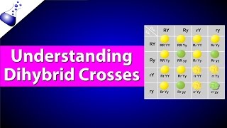 Dihybrid Genetic Cross [upl. by Enelime]