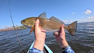 Watch out for this when kayak fishing Entertaining fishing day on Sanibel Island [upl. by Lorsung53]