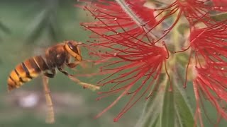 european Hornet european bee youtube bee flying flowers wasp [upl. by Ekralc323]