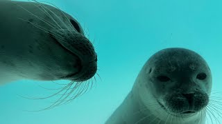 Seals at Zeehondencentrum Pieterburen 15092024 [upl. by Emma]