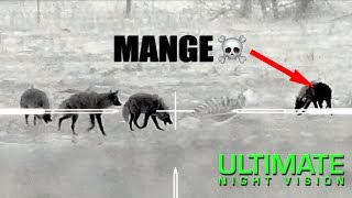 Hunter Resolves Coyote Dispute Using Thermal Imaging [upl. by Yerkovich]