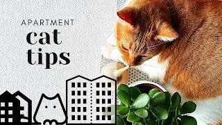 6 APARTMENT CAT TIPS  HOW TO ORGANIZE THE CATS SPACE  cat [upl. by Yrakcaz126]