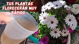 CÓMO FERTILIZAR PLANTAS EN AGUA FACIL Y RAPIDOLiliana Muñoz [upl. by Rodger]