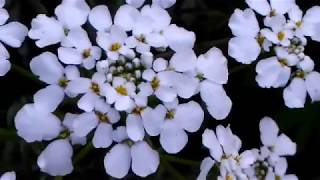 सर्दियों ⛄के सुंदर Candytuft💐के फूलBest winter flower plantsbest flowers plants [upl. by Ajed]