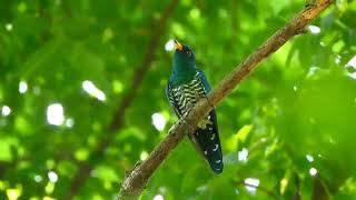 Asian emerald cuckoo [upl. by Kermie]