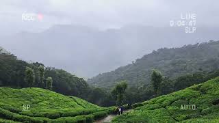 Nature Munnar  tea estate [upl. by Ariait]