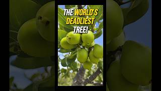 World’s Most Dangerous Tree The Lethal Tree You Should Avoid [upl. by Ahterahs767]