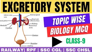 Understanding the Excretory System Architecture and Function  biology series class 9 [upl. by Eannej208]