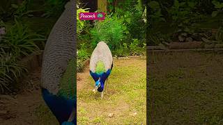 Khana khane ka tarika birds nature peacock mor viralshort birdslover mayur [upl. by Jaco]