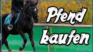 Pferd kaufen ✮ PROBEREITEN Black Beauty ♥ [upl. by Timmi731]