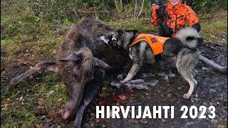 HIRVIJAHTI 2023  MOOSEHUNT 2023 [upl. by Kordula]