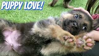 PLAYDATE WITH ADORABLE 7 WEEK OLD GERMAN SHEPHERD PUPPIES 2020 [upl. by Matthei]