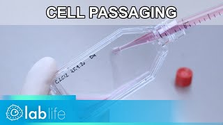 Optimizing Cell Passaging for Reproducible Experiments  lablifevideo [upl. by Maxama]