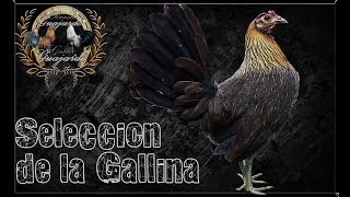 Seleccion de la Gallina [upl. by Vanya]