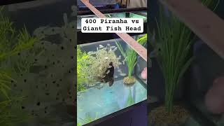 400 piranha Vs Fish Head 😳 [upl. by Terti663]