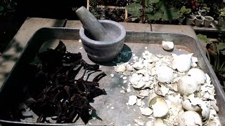 How to Make Egg Shell Fertilizer  Organic Fertilizer  Ghar Par Khaad Kese Banain [upl. by Alis]