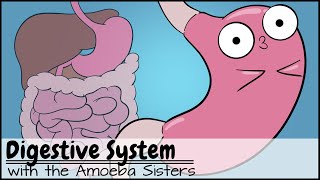 Digestive System [upl. by Atsyrk106]