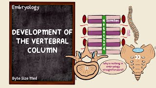 Development of the Vertebral Column  Somites  Axial Skeleton  Embryology [upl. by Leahcin]