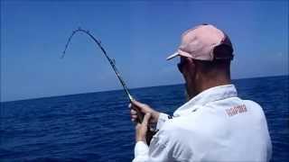 big cobia at moreton island moreton bay [upl. by Atteval]