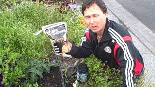 Grow Bigger Healthier and More Food by using Mycorrhiza in Your Garden [upl. by Leotie768]