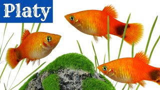 Platy Fish The Perfect Beginner Aquarium Fish Xiphophorus maculatus [upl. by Fotinas680]