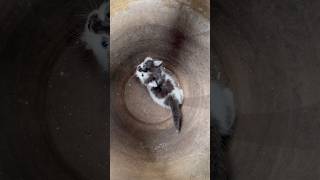 The lucky kitten🐈 met a homeless person ❤️❤️kitten cats catvideos animals pet trending [upl. by Novak]